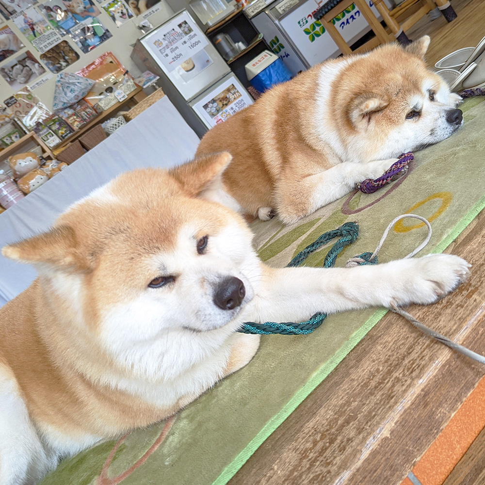 秋田犬親子