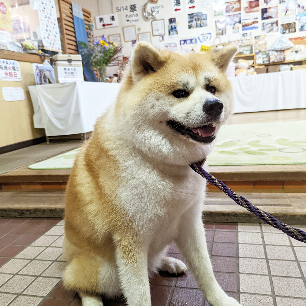 秋田犬
