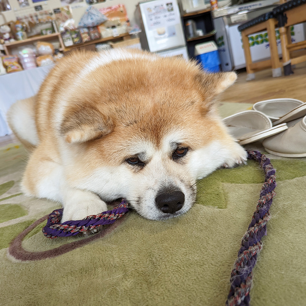 秋田犬