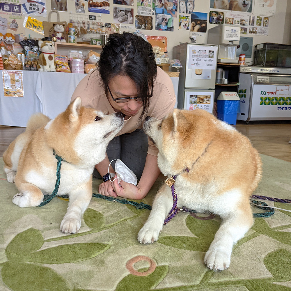ワイはシライシじゃないので齧らないでね